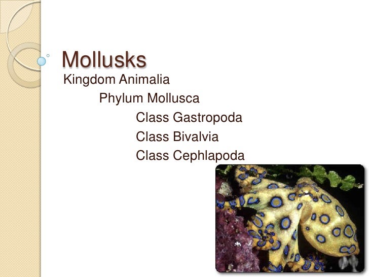 biology phylum notes Classification notes phylum, class, order, family taxonomy is the science of classification scientists classify organisms and assign each one a universally. biology phylum notes Classification notes phylum, class, order, family taxonomy is the science of classification scientists classify organisms and assign each one a universally.